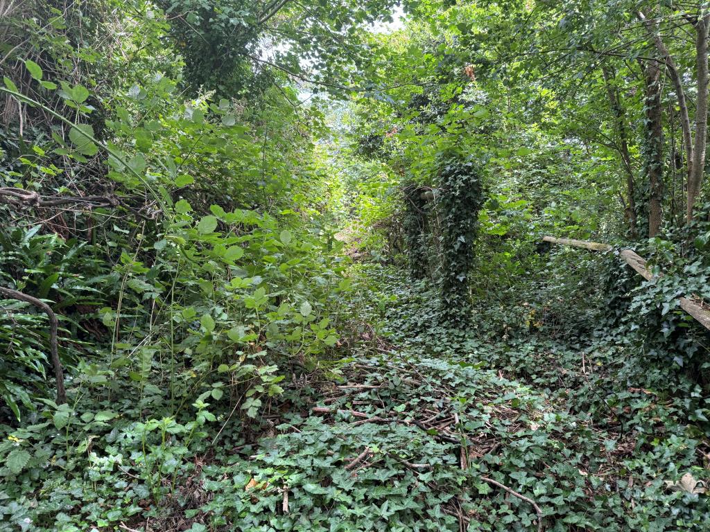 Lot: 75 - VILLAGE CENTRE LAND WITH POTENTIAL AND EXISTING SUMMER HOUSE - A More Overgrown Section of the Site